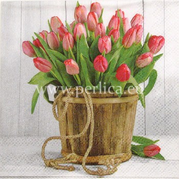 Salveta-Tulipani2